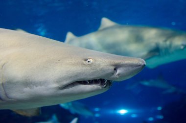 gri köpekbalığı jaws sualtı saldırmaya hazır portre kadar yakın