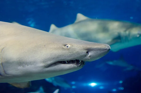 A grey shark jaws ready to attack underwater close up portrait — Stock Photo, Image