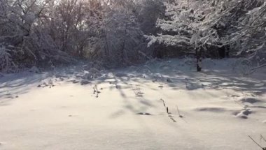 Güzel kış. Karlı ağaçlar ve güneş