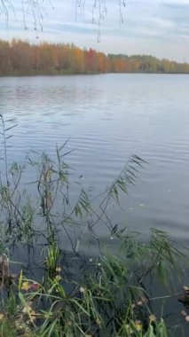 Güzel sonbahar gölü doğal manzarası. Huş ağacı. Rus manzarası