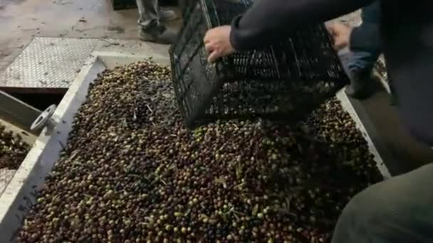 Raccolta Delle Olive Viene Scaricato Presso Panetteria — Video Stock