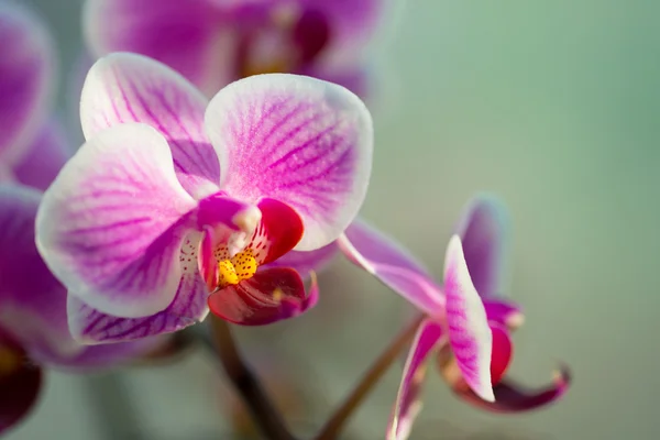 Орхидея под солнцем — стоковое фото