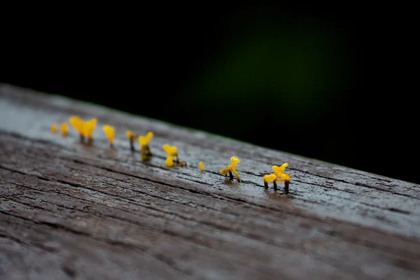 Wunder des Lebens — Stockfoto