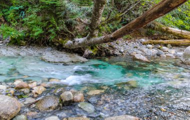 ağaç ve taş, yatay düşmüş.