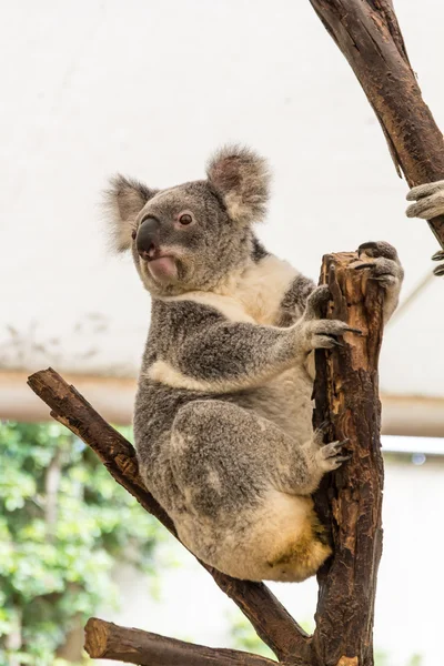 Nieuwsgierig koala — Stockfoto