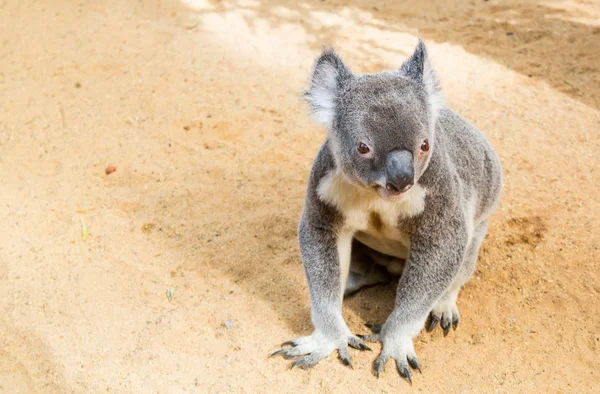 Kíváncsi koala — Stock Fotó