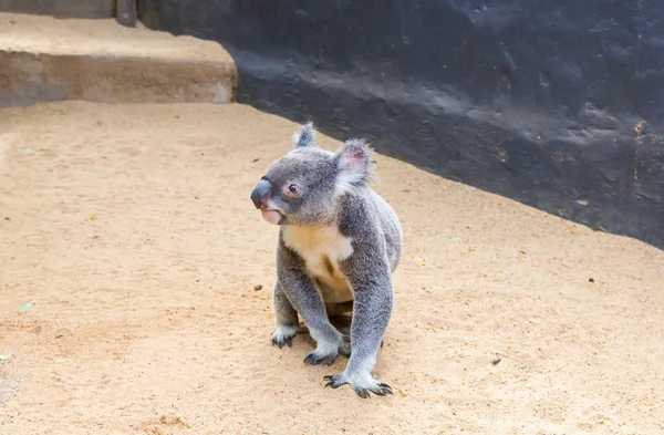 Kíváncsi koala — Stock Fotó