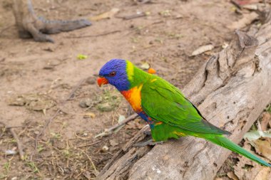 Eski oturum açma papağan