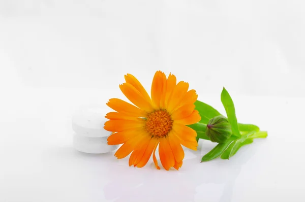 Flor de caléndula médica con pastillas sobre fondo blanco — Foto de Stock