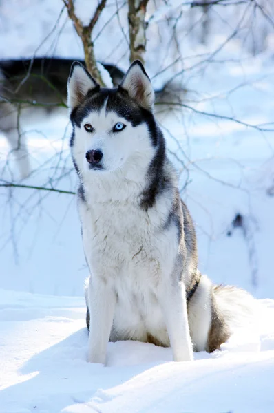 Siberian cão husky (cão de trenó) com olhos azuis na neve . — Fotografia de Stock