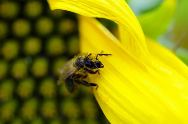ヒマワリの蜂蜜蜂 — ストック写真