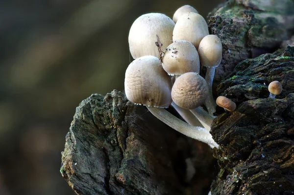 Pilze, die im Wald wachsen — Stockfoto