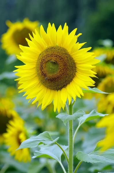 Golden sunflower in the field — Stock Photo, Image