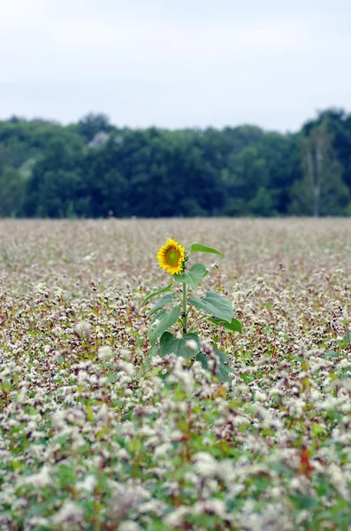 Golden sunflower in the field of buckwheat. — Stock Photo, Image