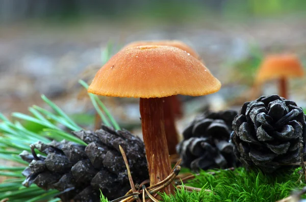 Pilze, die im Wald wachsen — Stockfoto