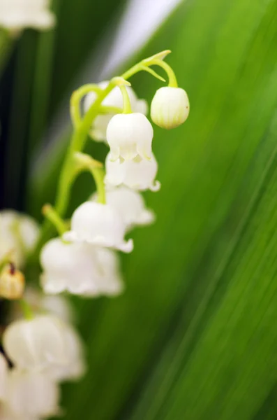 Shallow DOF flowering lily of the valley — Stock Photo, Image