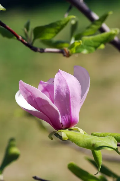 Rosa eine Blüte der Magnolienblüte mit schönem Bokeh — Stockfoto
