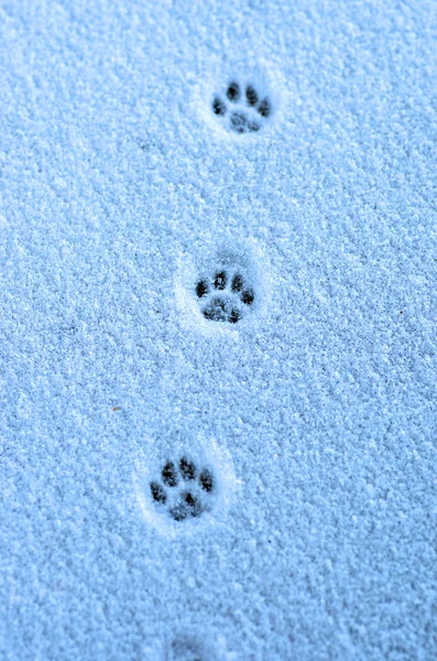 Hare trace on a fresh snow — Stock Image Hare trace on a fresh snow Royalty Free Stock Images