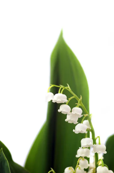 Close up of Lily of the valley — Stock Photo, Image