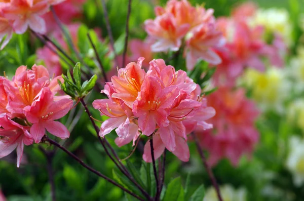 Rhododendron rose en fleurs (Azalée), gros plan, mise au point sélective — Photo
