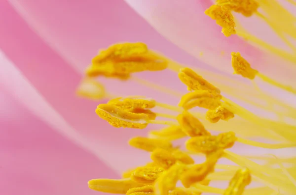 Розовые лепестки цветущего пиона — стоковое фото