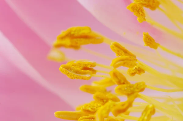 Pink petals of blossoming peony — Stock Photo, Image