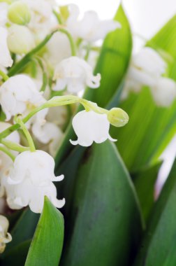 Vadideki Lily 'ye yaklaş.