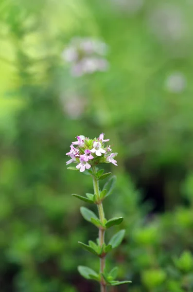 Timo hierba curativa y condimento que crece en la naturaleza — Foto de Stock