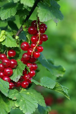 Dalda kırmızı frenk üzümü