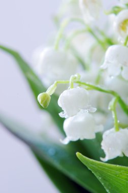 Lily vadi kapatın. DOF