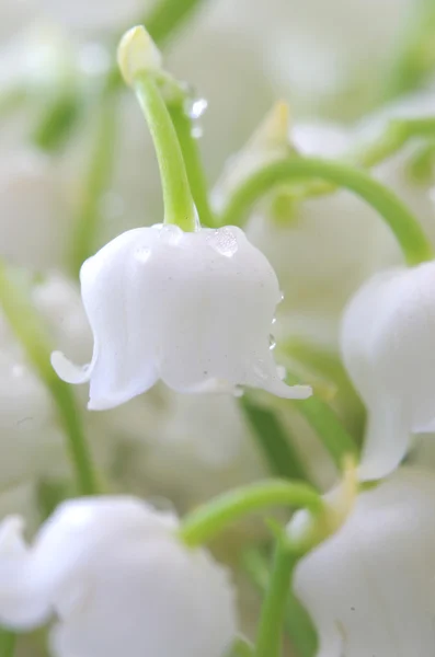 Close up of Lily of the valley. DOF — Stock Photo, Image