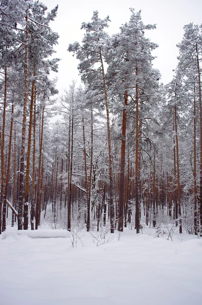 Winterschneesturm im Wald — Stockfoto