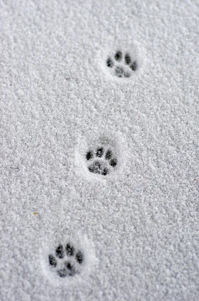 Trace de lièvre sur une neige fraîche — Photo