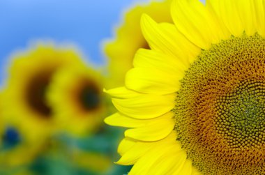 kırsal mavi gökyüzü ile ayçiçeği alan