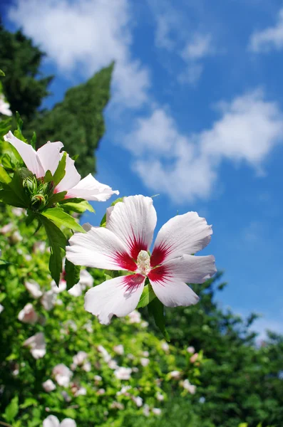 ピンクと白のハイビスカスの花の庭 — ストック写真