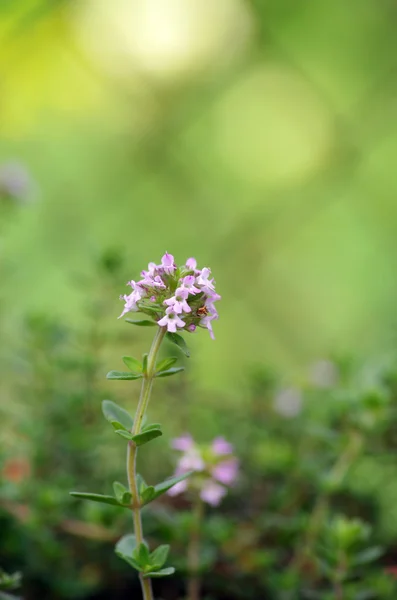 Bräss - läkande ört och krydda som växer i naturen — Stockfoto