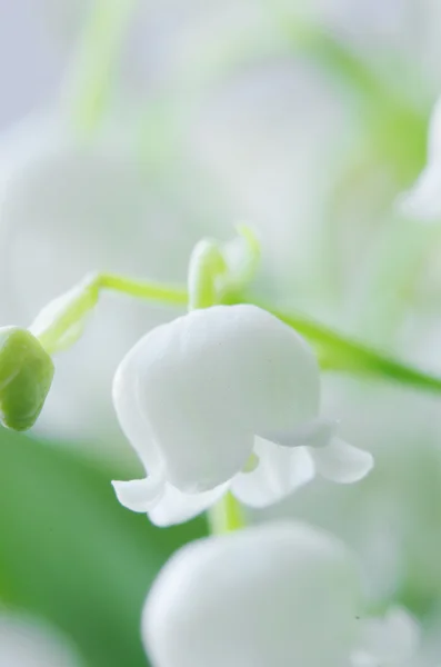 Shallow DOF flowering lily of the valley — Stock Photo, Image