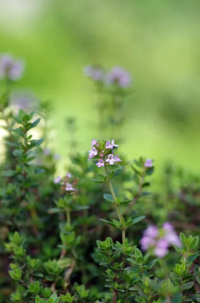 Bräss - läkande ört och krydda som växer i naturen — Stockfoto