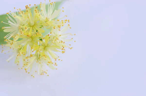 Linden bloemen geïsoleerd op witte achtergrond — Stockfoto