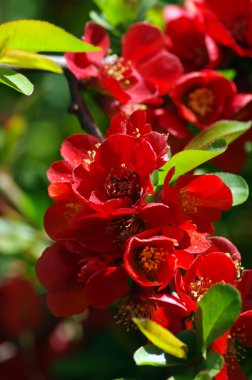 yakın bir serçe kırmızı Ayva çiçek.