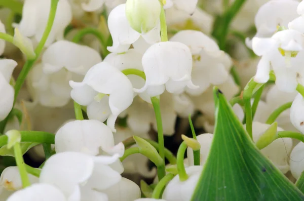 Lily-of-the-valley over natural background — Stock Photo, Image