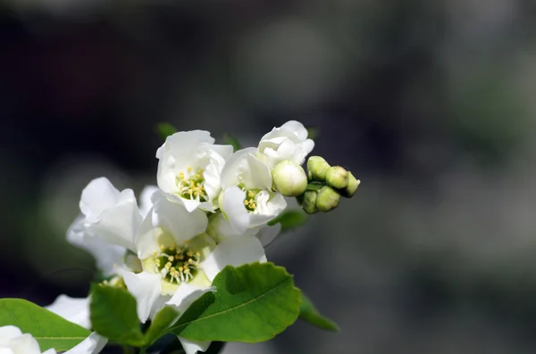 Fleurs lilas blanches gros plan — Photo