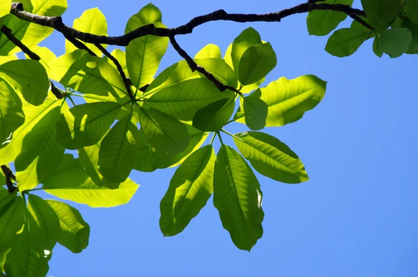 Verse bladeren van magnolia tegen blauwe hemel — Stockfoto