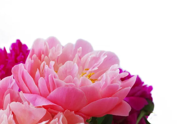 Pink petals of blossoming peony — Stock Photo, Image