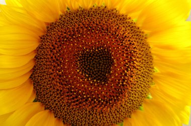 zonnebloem close-upAyçiçeği yakın çekim
