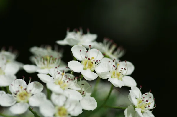 自然背景上の白い花 — ストック写真