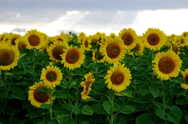 Sonnenblumenfeld mit blauem Himmel im Grünen — Stockfoto