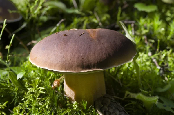 Cep Mushroom Crescere nella foresta autunnale. Boleto — Foto Stock