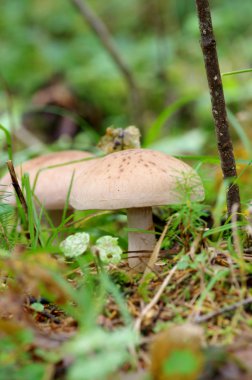 yerde yabani mantar.