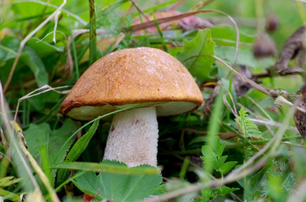 在这片草地蘑菇橙色帽牛肝菌 — 图库照片